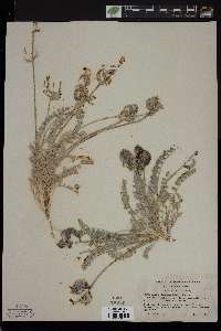 Astragalus tidestromii image