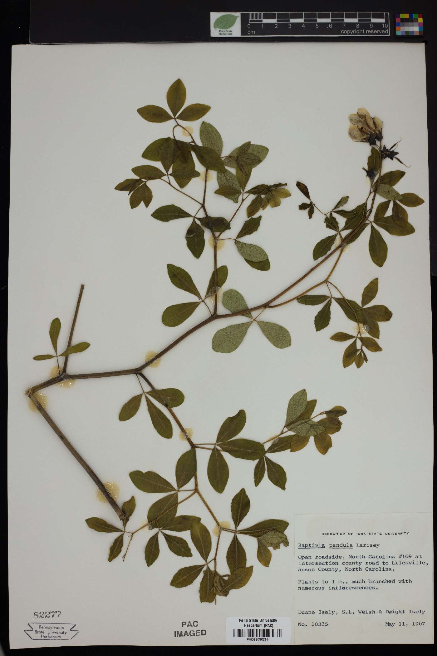 Baptisia pendula image