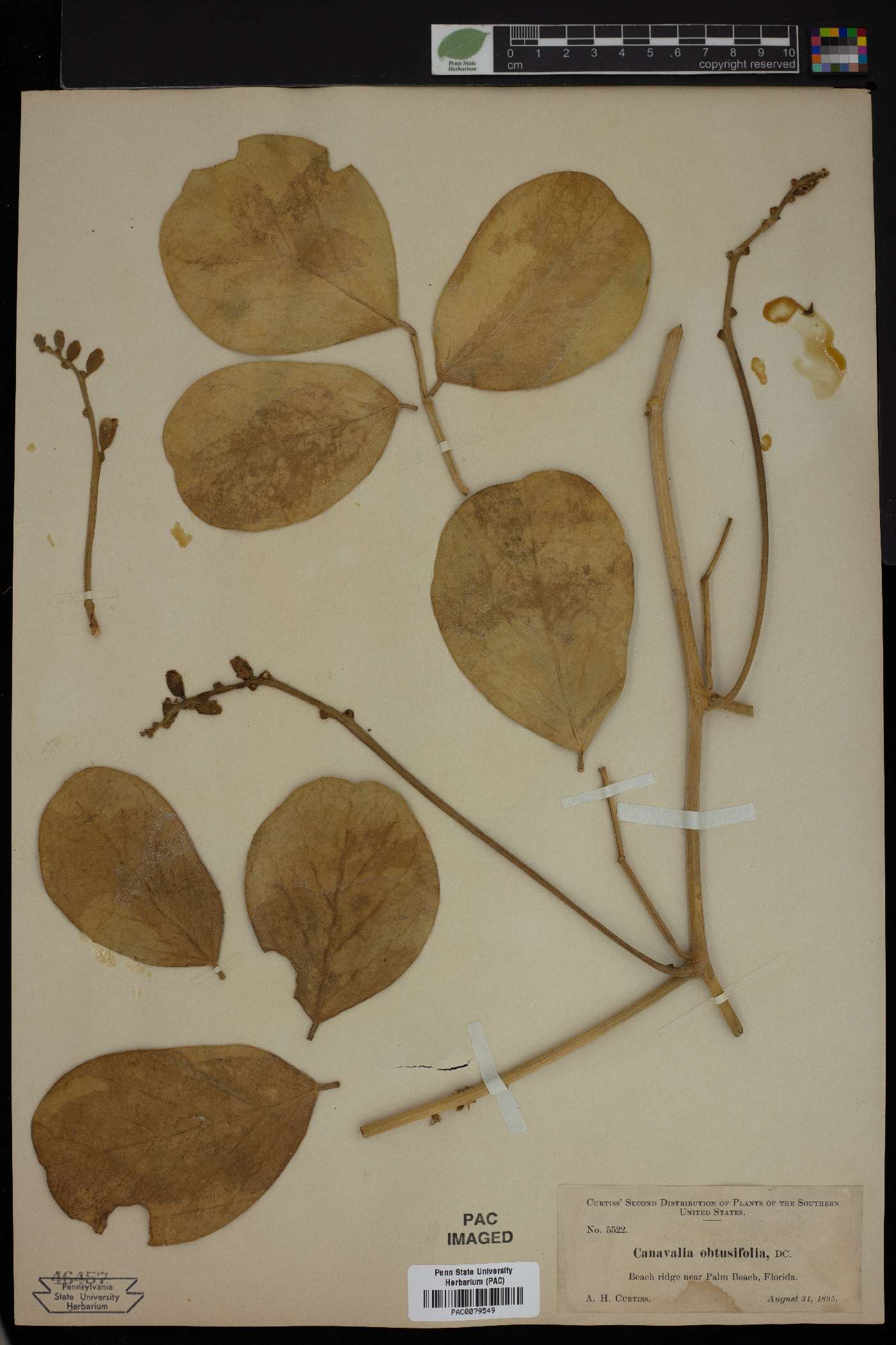 Canavalia obtusifolia image