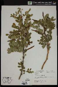 Caragana arborescens image