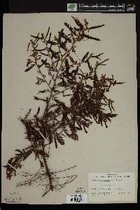 Chamaecrista nictitans subsp. nictitans image