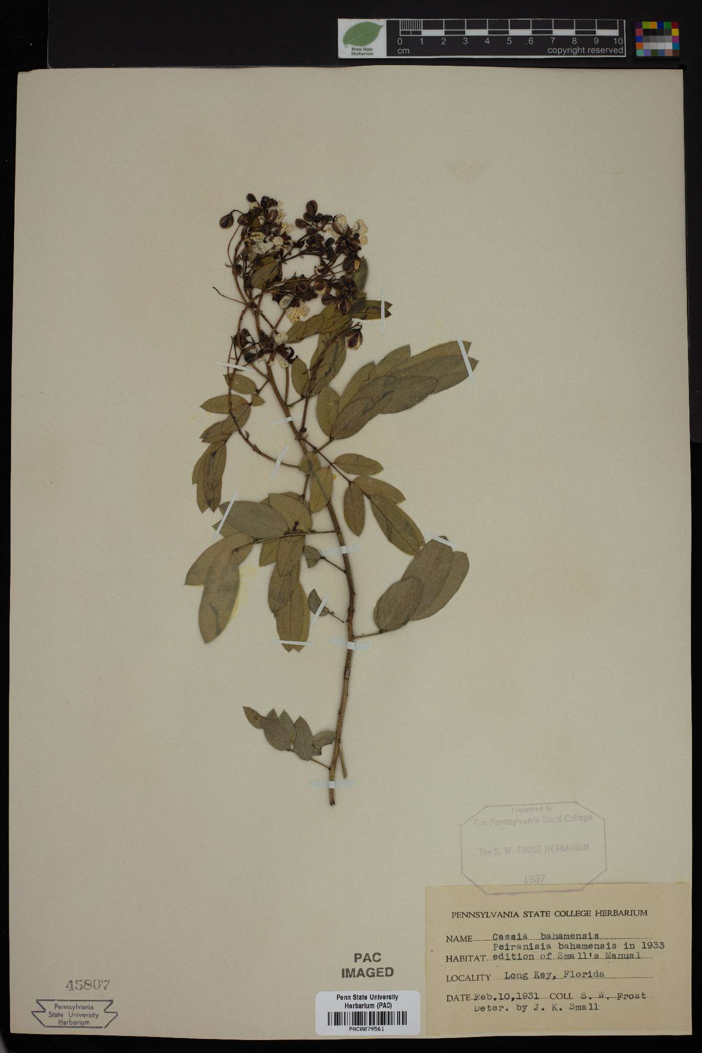 Senna ligustrina image