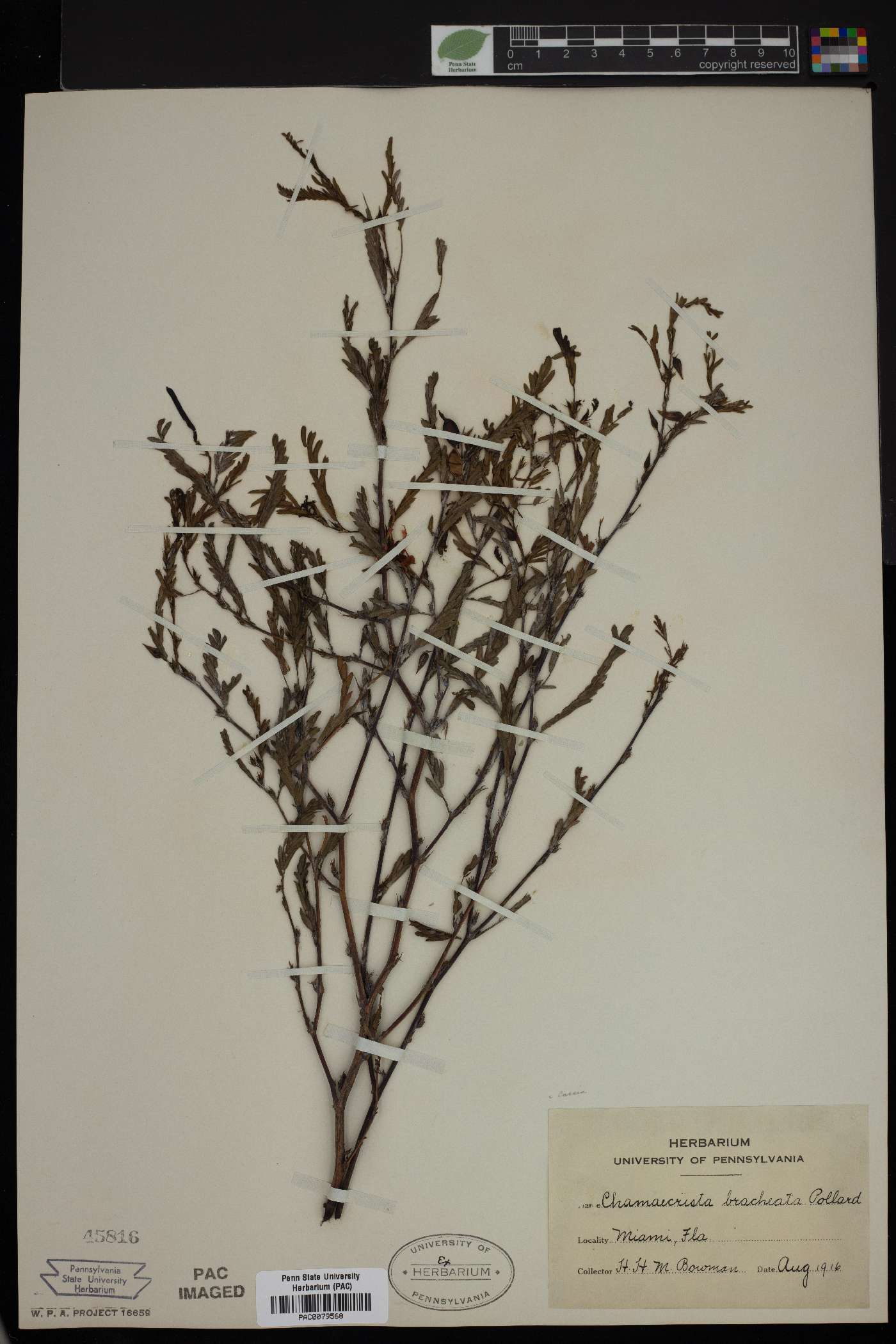 Chamaecrista bracteolata image