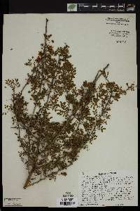 Cercidium macrum image