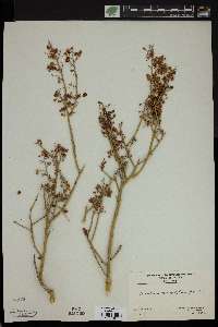 Parkinsonia microphylla image