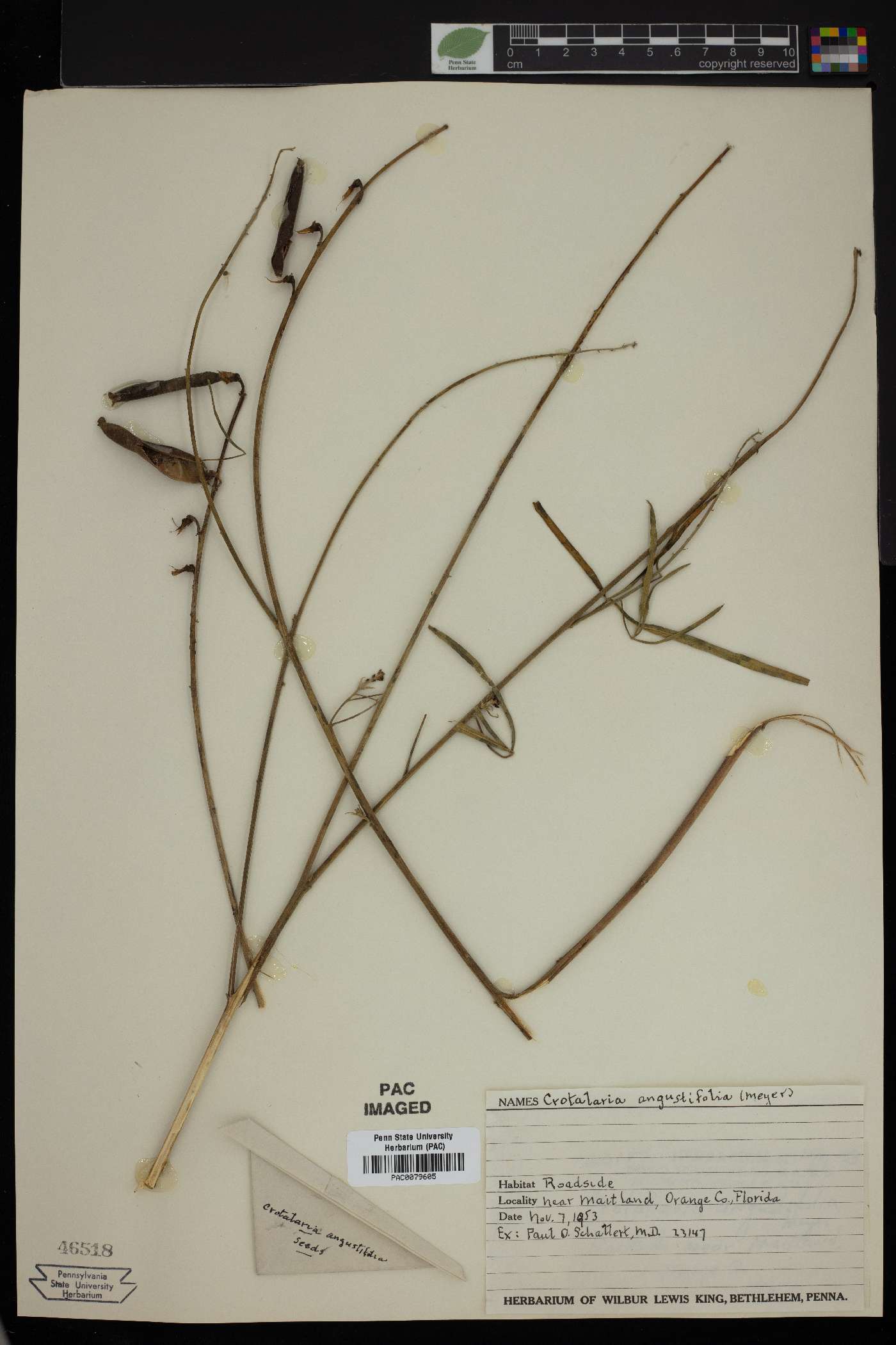 Crotalaria angustifolia image