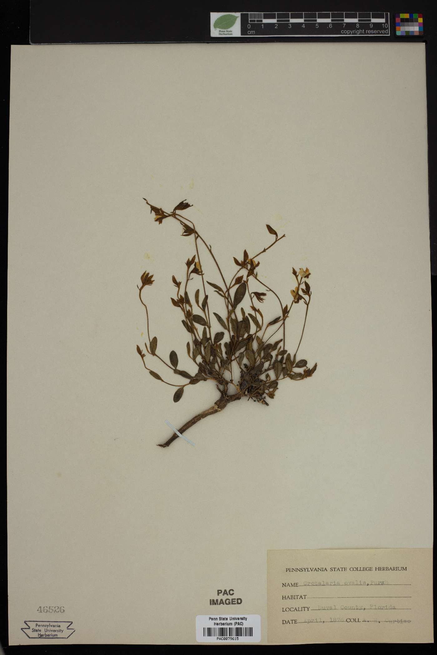 Crotalaria ovalis image