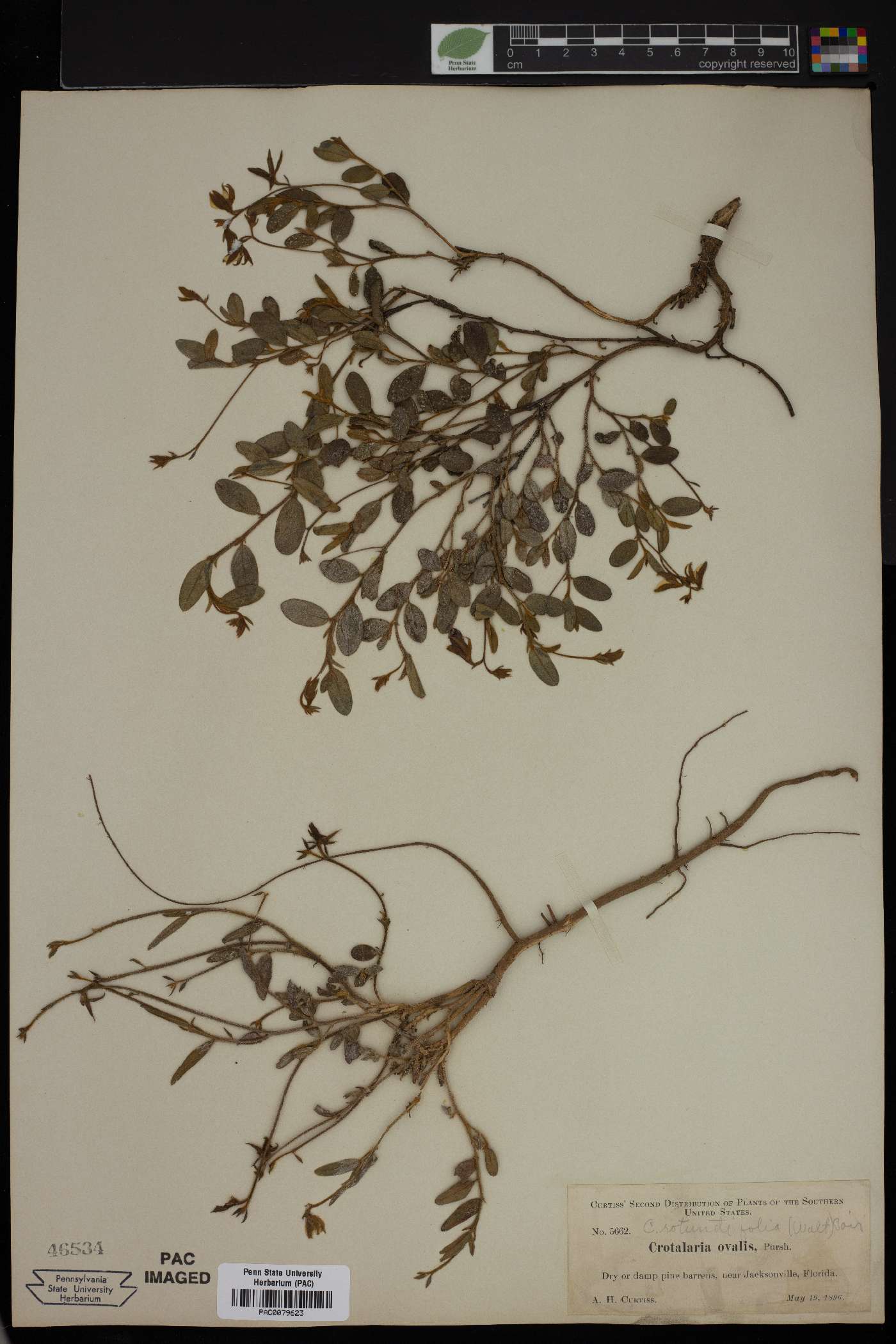 Crotalaria ovalis image