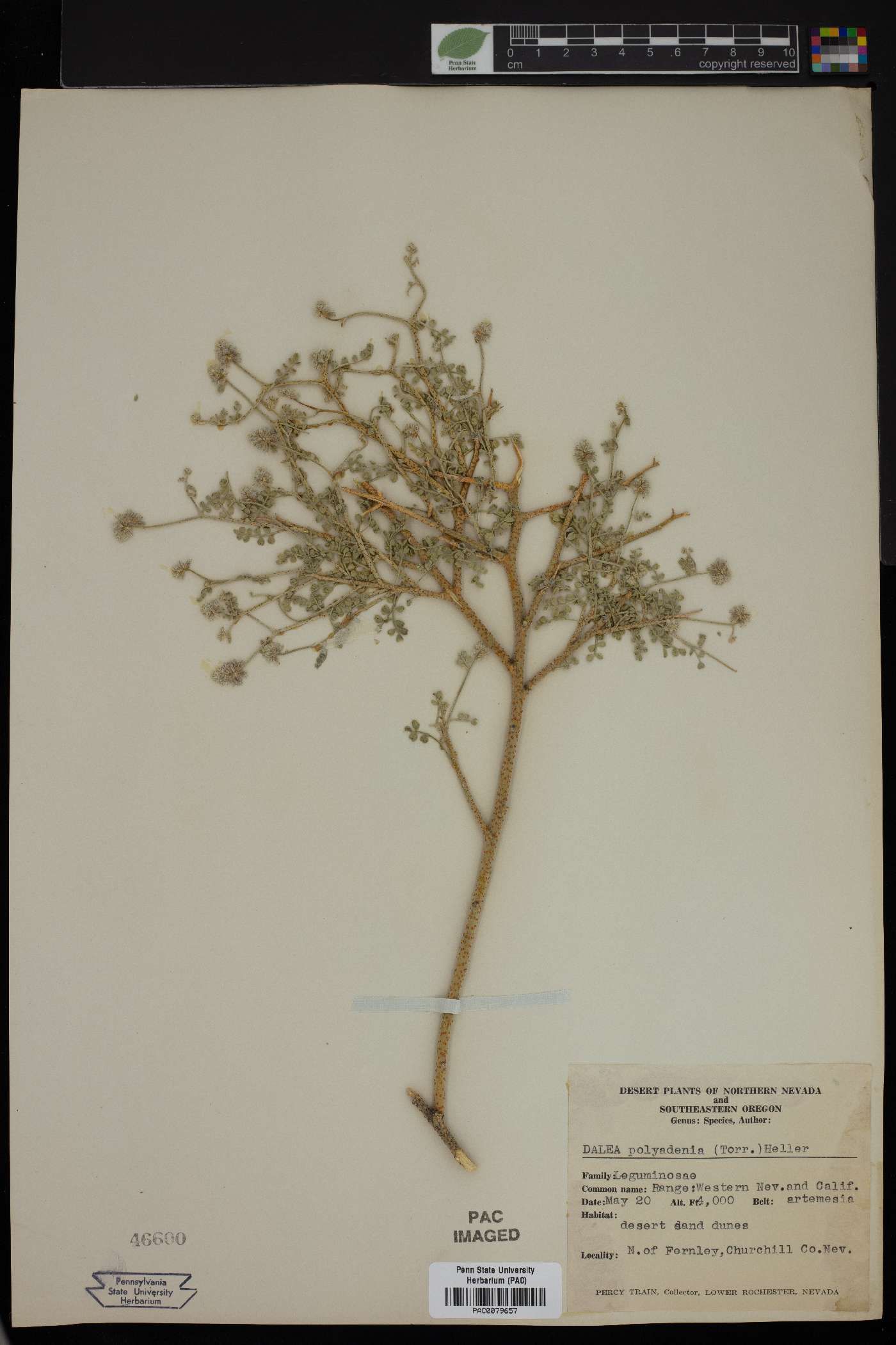Dalea polyadenia image