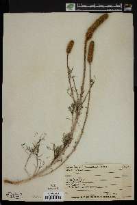 Dalea aurea image