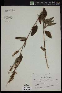 Desmodium canadense image