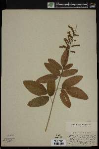 Desmodium canadense image