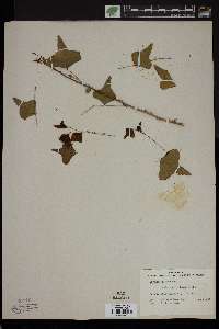 Erythrina herbacea image