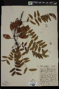 Gleditsia aquatica image