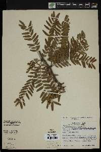 Gleditsia aquatica image