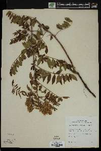 Glycyrrhiza lepidota image