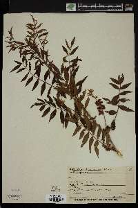 Glycyrrhiza lepidota image