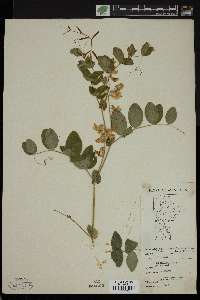 Lathyrus ochroleucus image