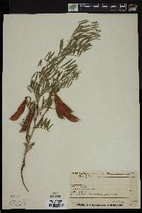 Lathyrus ornatus image