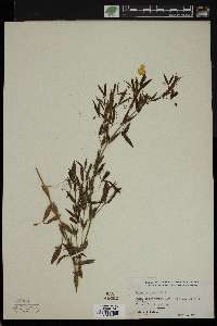 Lathyrus pratensis image