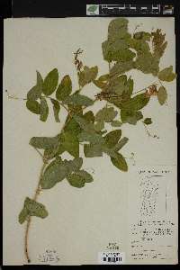 Lathyrus venosus image