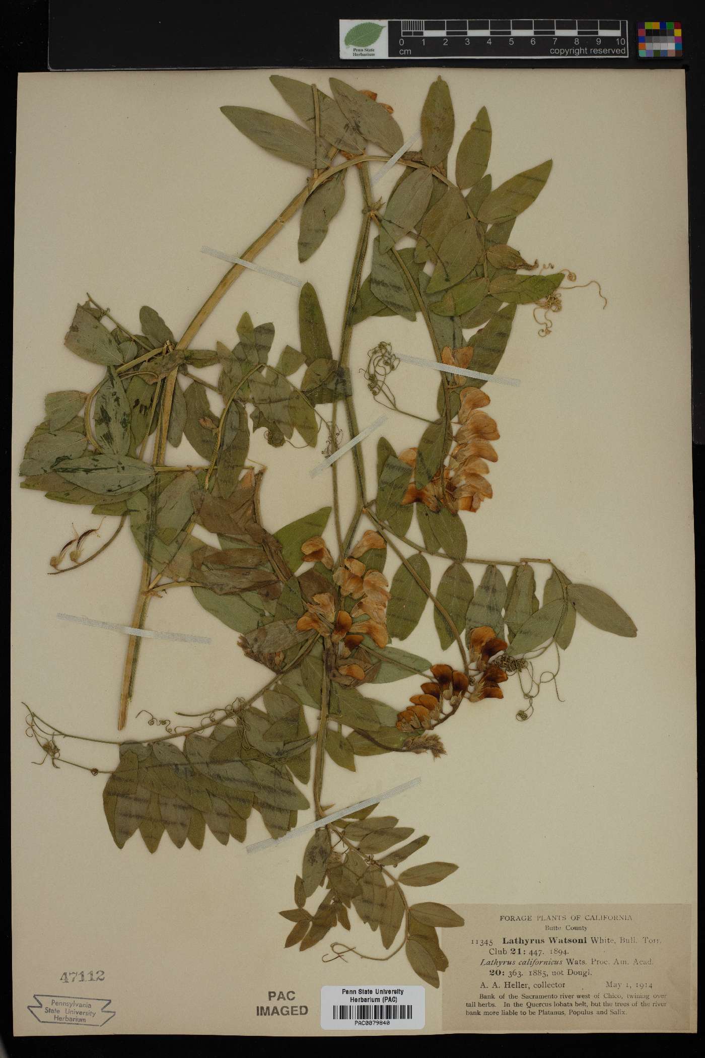 Lathyrus watsonii image
