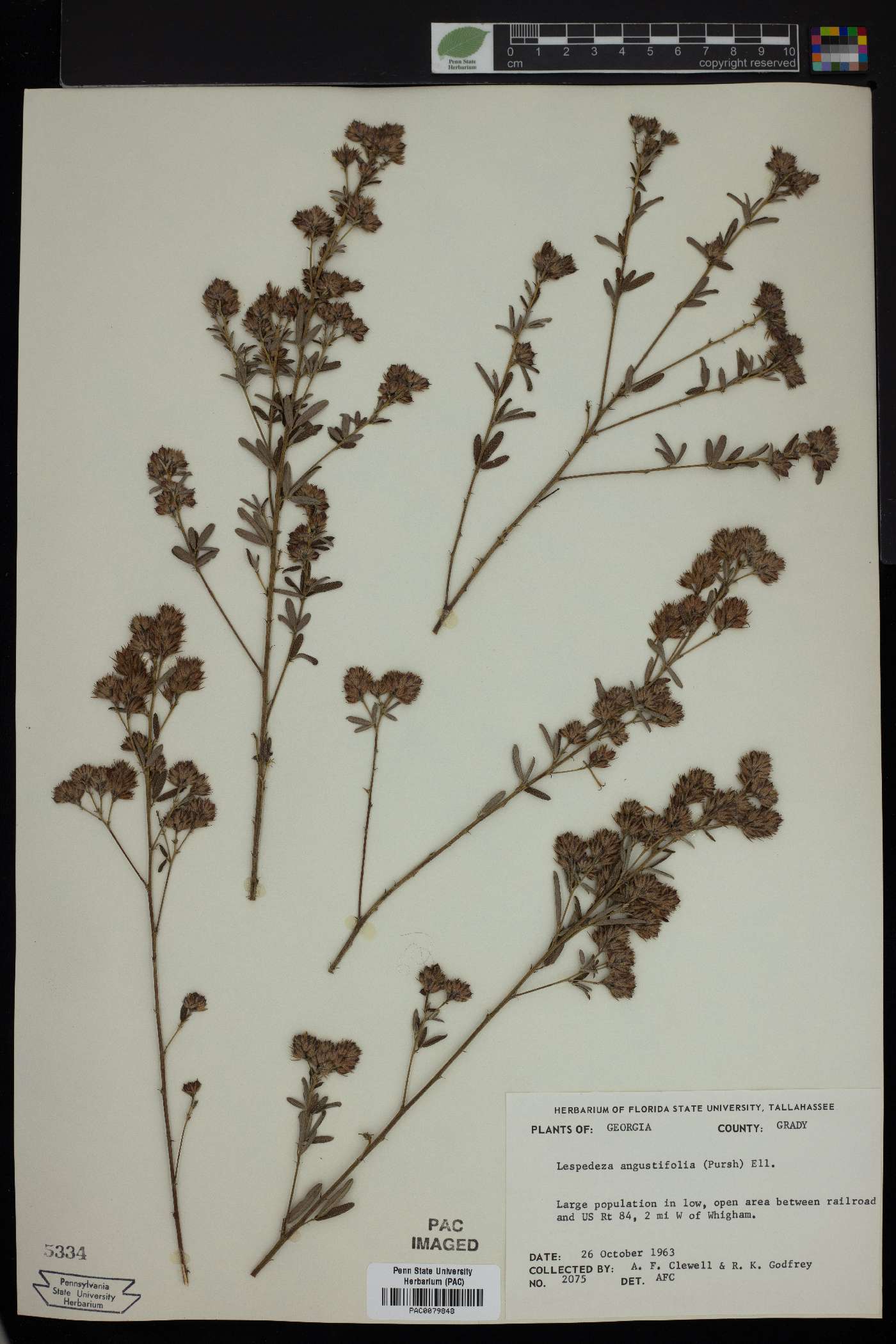 Lespedeza angustifolia image