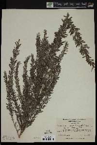 Lespedeza cuneata image