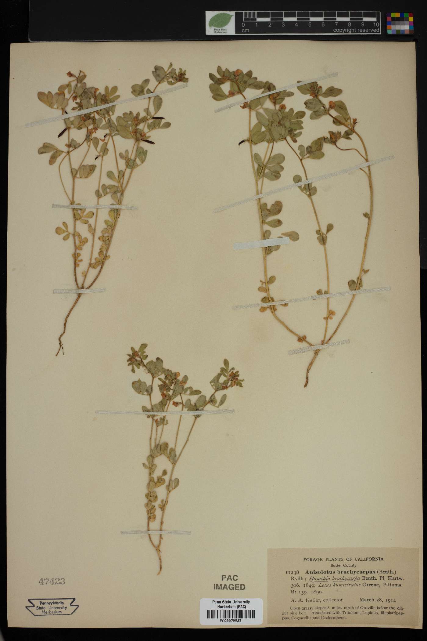 Anisolotus brachycarpus image