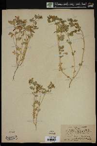 Media resource of Anisolotus brachycarpus