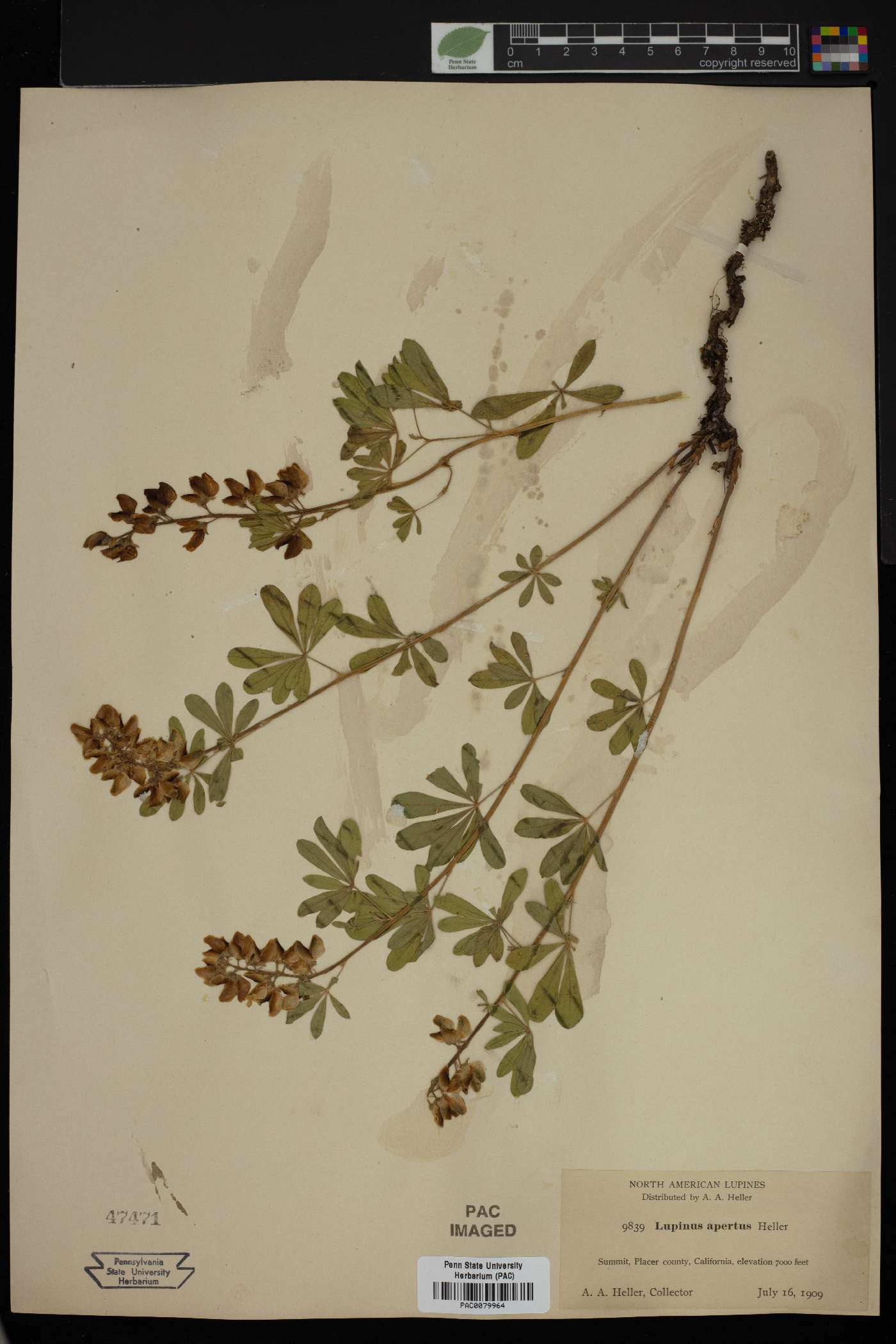 Lupinus apertus image