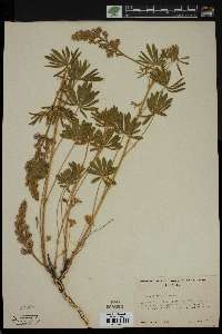 Lupinus formosus image