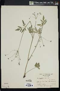 Zizia trifoliata image