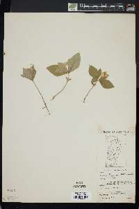 Cornus canadensis image