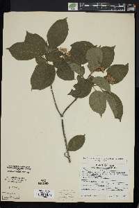 Cornus drummondii image