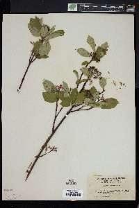 Cornus sericea subsp. sericea image