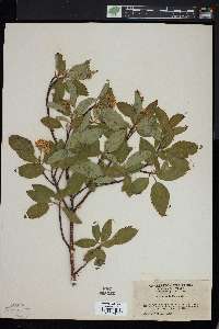 Cornus sericea subsp. sericea image