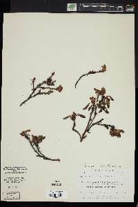 Arctostaphylos alpina image