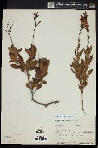 Bejaria racemosa image