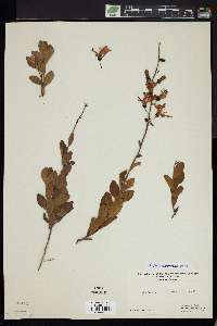 Bejaria racemosa image