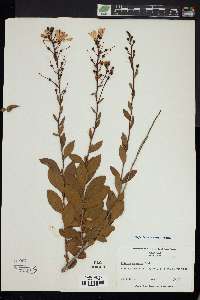Bejaria racemosa image