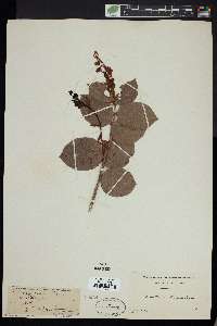 Gaultheria shallon image