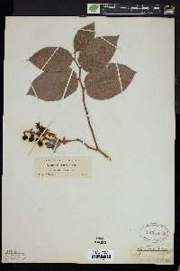 Gaultheria shallon image