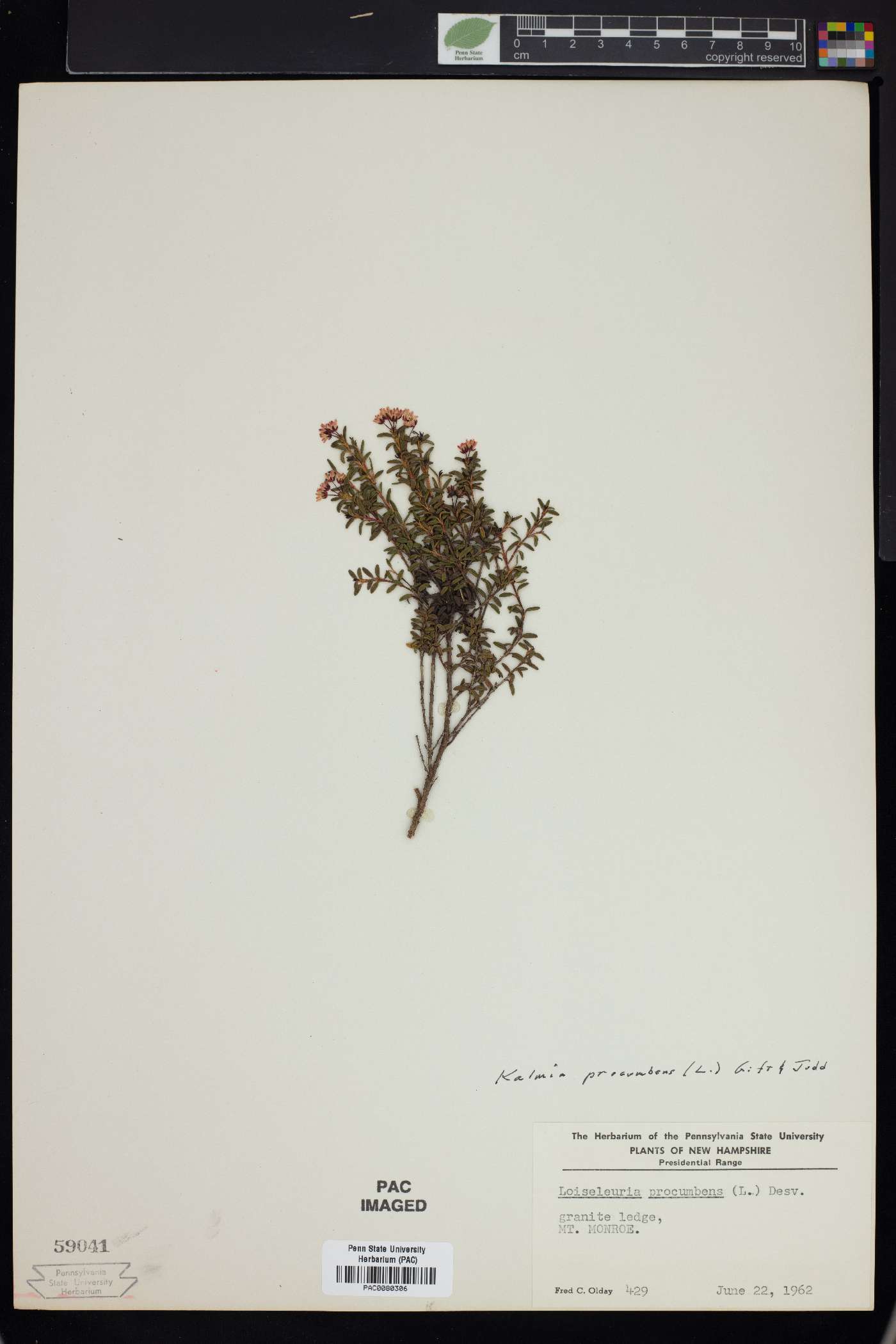 Kalmia procumbens image