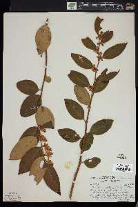 Leucothoe axillaris image