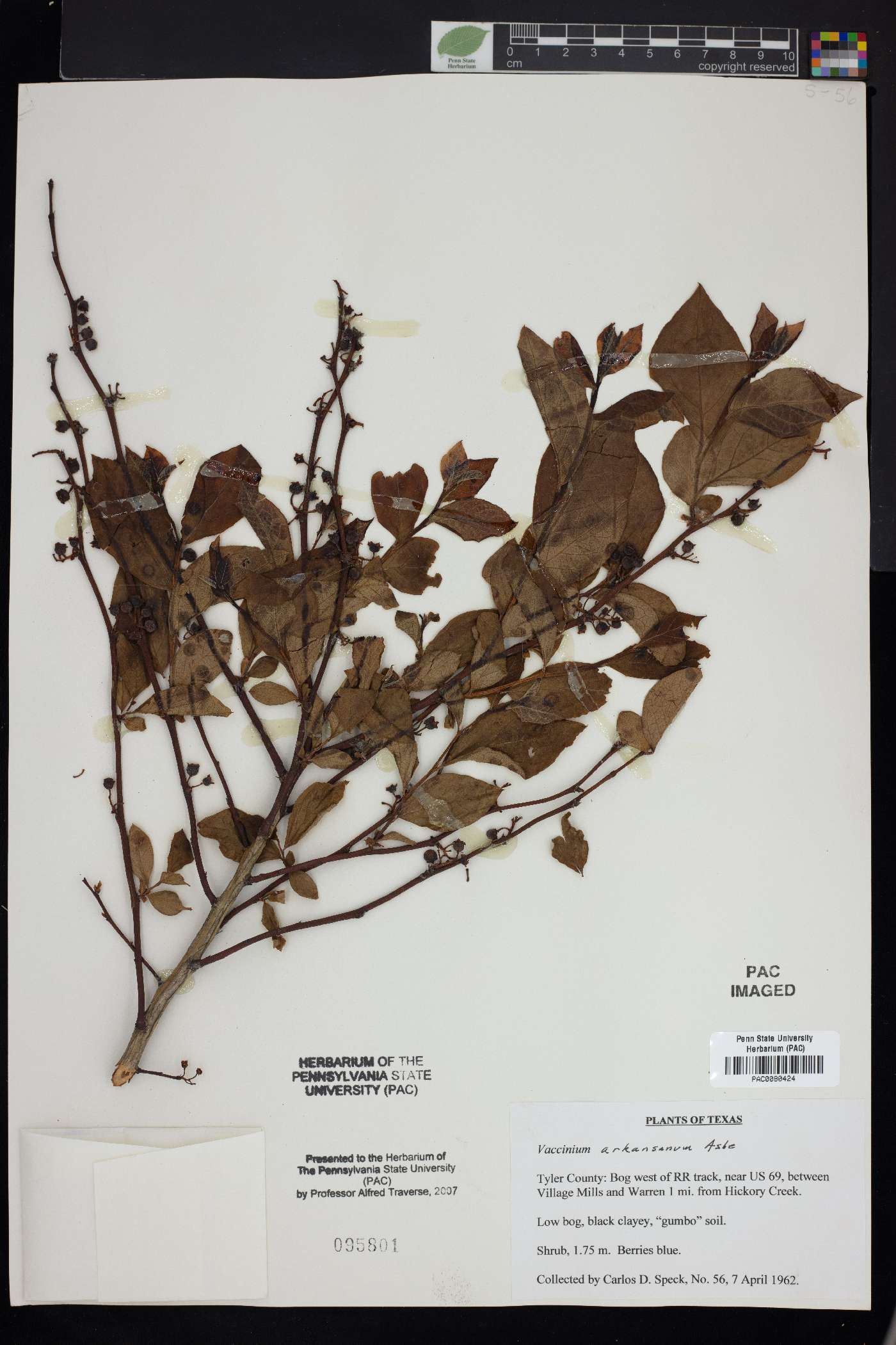 Vaccinium arkansanum image