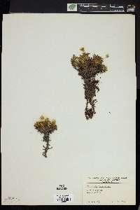 Diapensia lapponica image