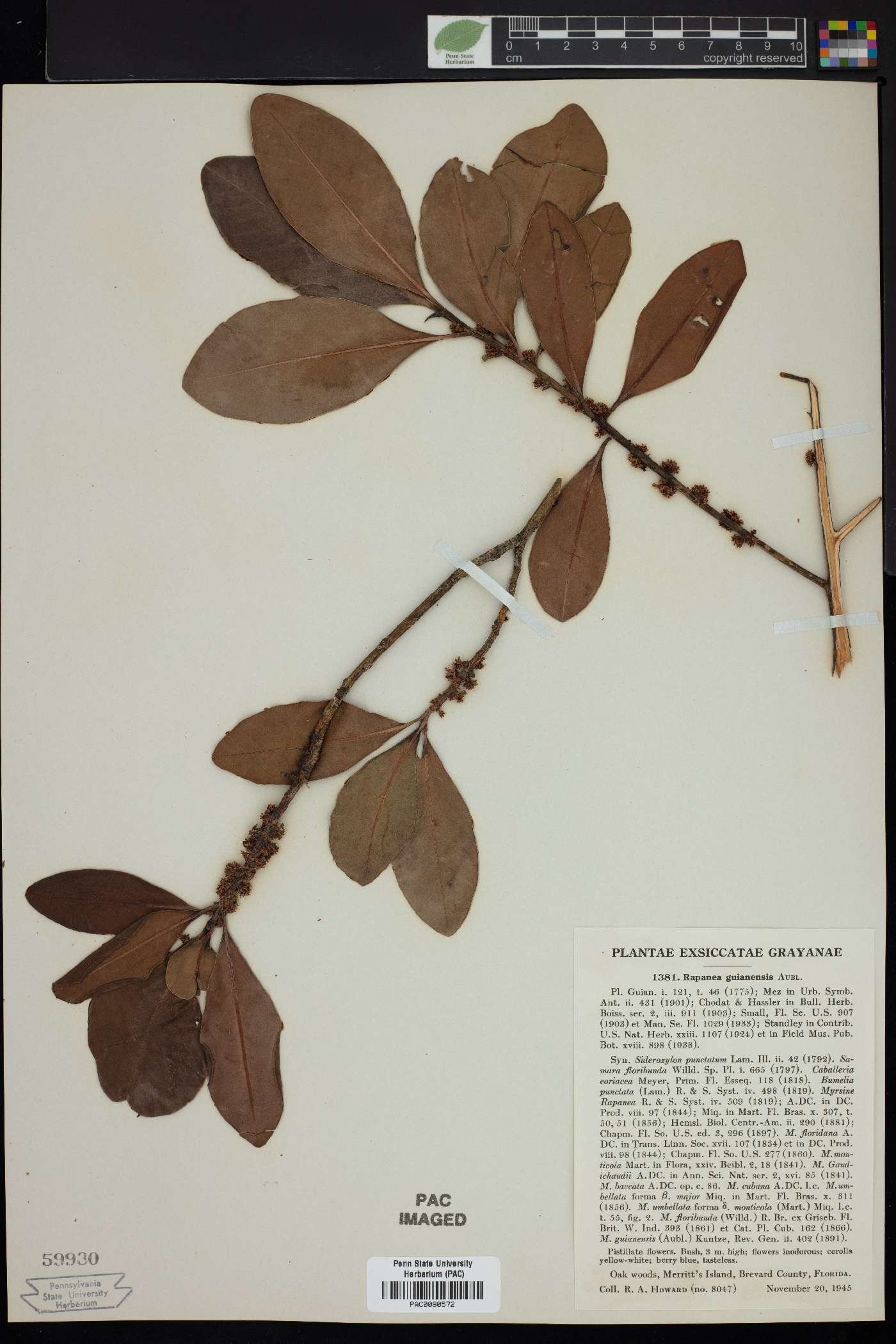 Rapanea guianensis image