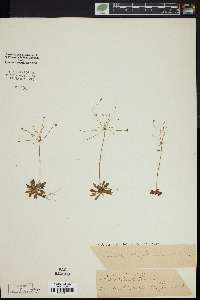 Androsace septentrionalis image