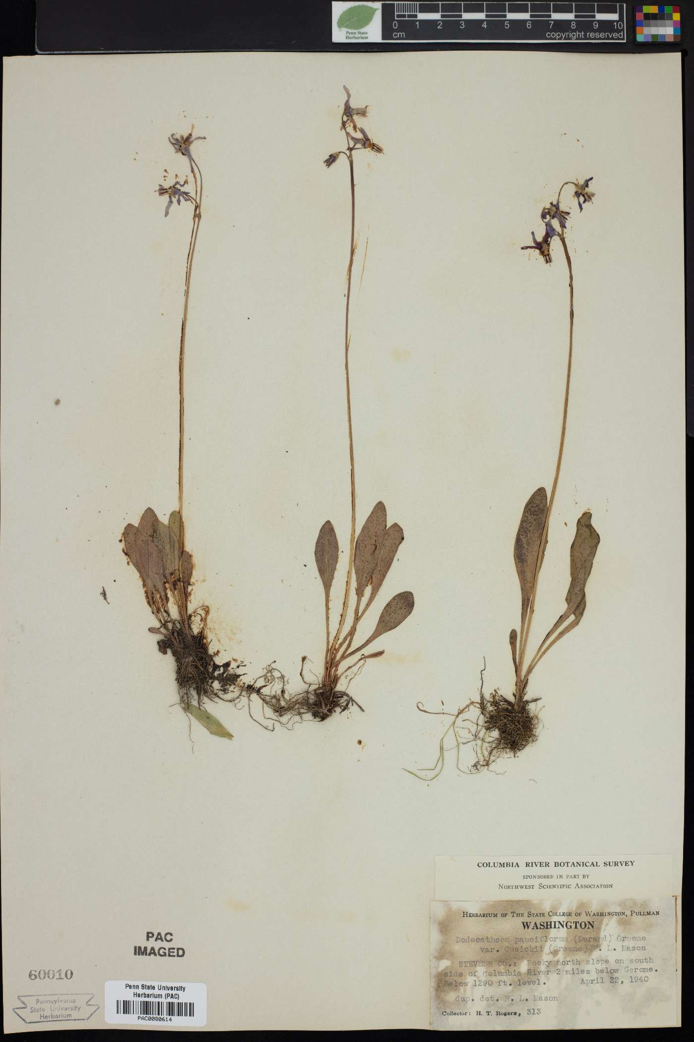 Dodecatheon pulchellum subsp. pulchellum image